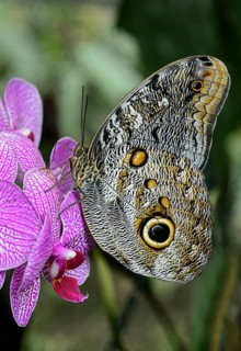 Owl butterfly (Caligo eurilochus)