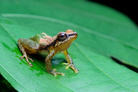 Neotropical frog (Pristimantis acuminatus