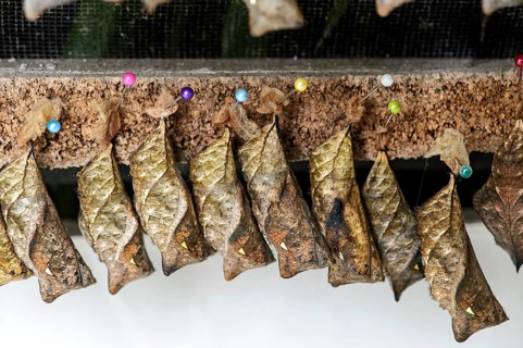 Pupae (Chrysalises) of an owl butterfly (Caligo sp.)