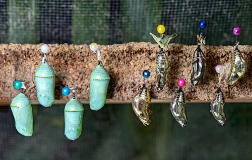 Butterfly pupae (Chrysalises) of Tarricina Longwing (Tithorea tarricina)