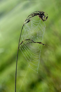Web of a long-jawed orb weaver spider (Tetragnathidae)