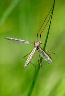 True cranefly (Tipula paludosa)