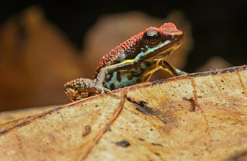 Sanguine poison frog or Zaparo's poison frog (Allobates zaparo)