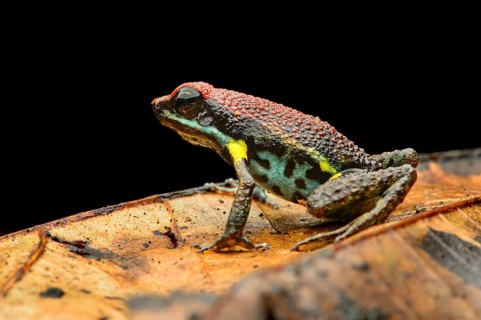 Sanguine poison frog or Zaparo's poison frog (Allobates zaparo)