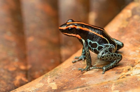 Sanguine poison frog or Zaparo's poison frog (Allobates zaparo)