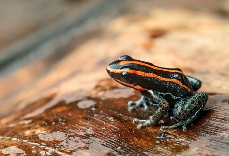 Sanguine poison frog or Zaparo's poison frog (Allobates zaparo)