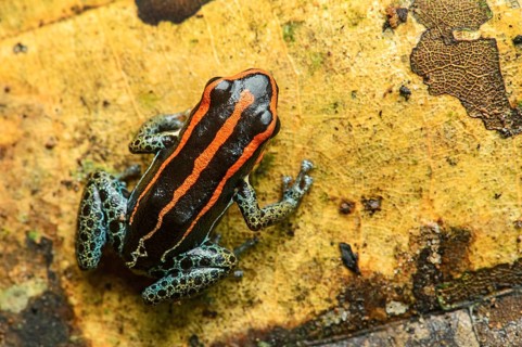 Sanguine poison frog or Zaparo's poison frog (Allobates zaparo)