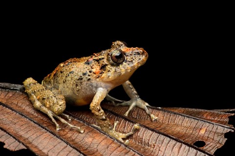 Executioner Clownfrog (Dendropsophus carnifex)