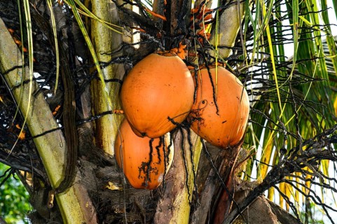 Coconut palm tree (Cocos nucifera) with ripe coconuts