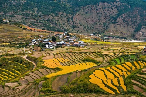 Yellow rice fields