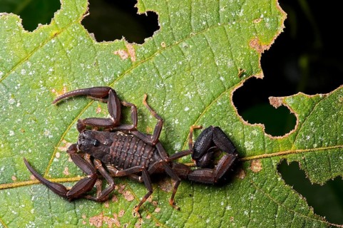 Neotropical Scorpio (chactidae family)