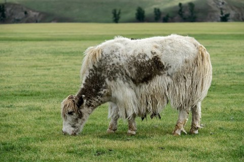 Grazing light brown yak (Bos mutus) with long-haired fur