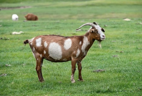 Brown and white cashmere goat