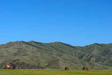 Horses on pasture