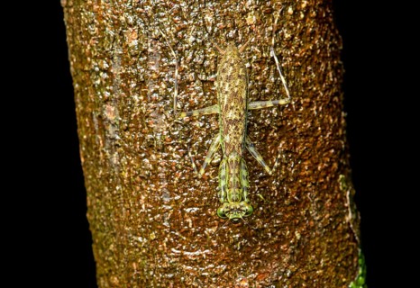 Phytomimesis