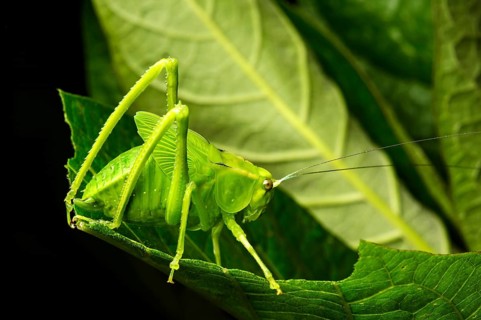 Nymph of a katydid (Tettigoniidae)