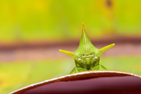 Treehopper (Alchisme grossa)