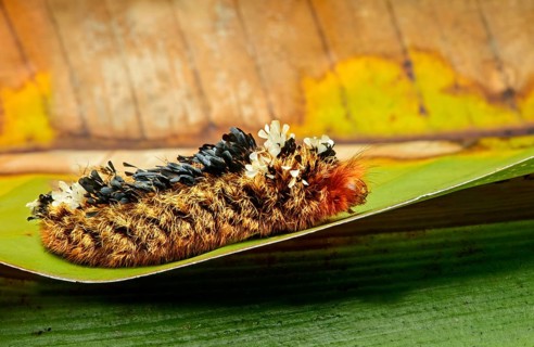 Shag carpet caterpillar (Tarchon felderi)