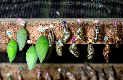 Butterfly pupae in hatching box