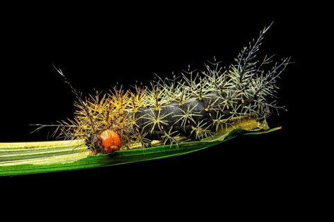 Neotropical butterfly caterpillar with spikes (Leucanella sp.)