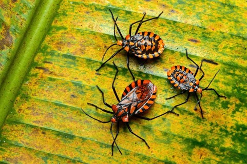 Coreidae (Coreidae) nymphs and imago