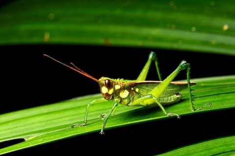 Short probe cricket (Agriacris magnifica)