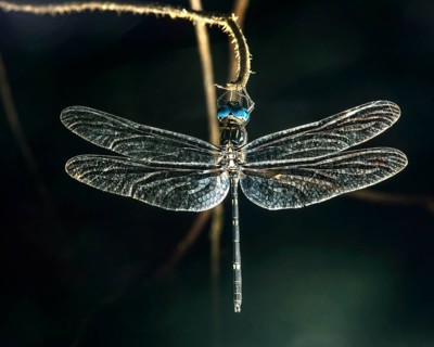 Sleeping neotropical dragonfly (Micrathyria sp.)