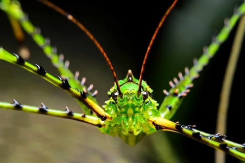 Katydid or bush cricket (Championica sp.)