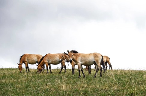 Przewalski wild horses (Equus ferus przewalskii)