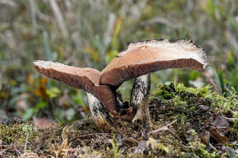 Wood blewit (Lepista nuda)