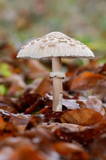 Parasol mushroom (Macrolepiota procera)
