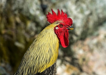 Cock