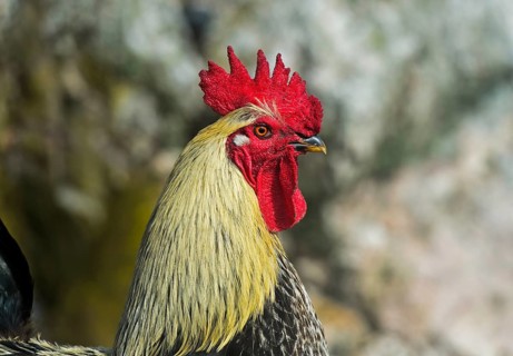 Cock