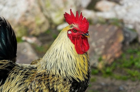 Cock