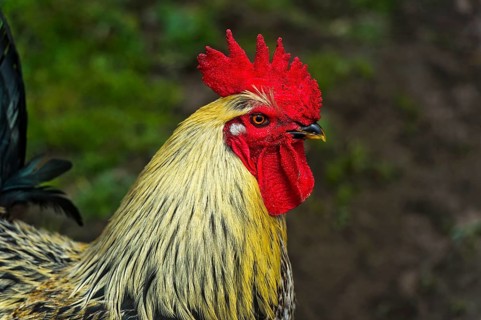 Cock