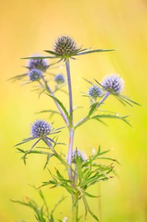 Sea holly (Eryngium maritimum)