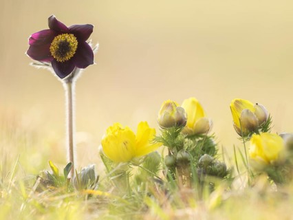 Small Pasque Flower (Pulsatilla pratensis subsp. Nigricans) and spring pheasant's eye (Adonis vernalis)