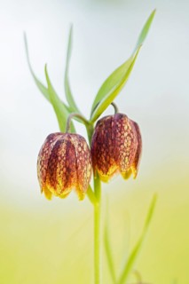 Fritillaries flowers (Fritillaria orientalis) in Divaca