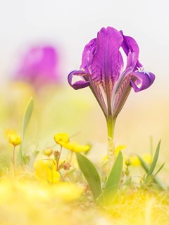 Pygmy iris (Iris pumila)