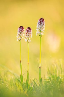Burnt-tip orchid (Neotinea ustulata)