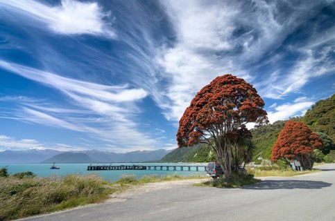 Red flowering New Zealand Christmas Tree (Metrosideros tomentosa)