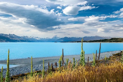 Turquoise Lake Pukaki with mulleins (Verbascum) in front