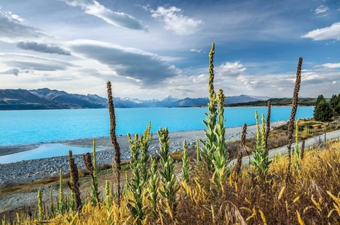 Turquoise Lake Pukaki with mulleins (Verbascum) in front