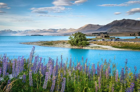 View over lupines (Lupinus) to the Church of the Good Shepherd at the turquoise Lake Tekapo