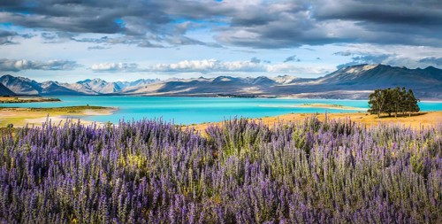Viper's Bugloss (Echium vulgare) in front of the turquoise shining Lake Tekapo