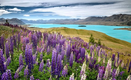 Lupines (Lupinus) in front of turquoise Lake Tekapo
