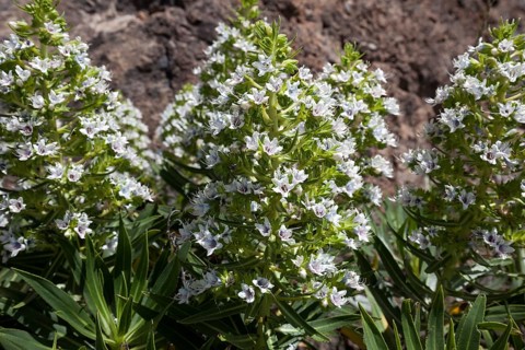 Echium giganteum (Echium giganteum or Echium decaisnei)