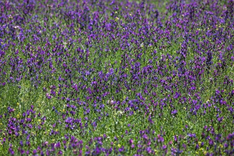 Purple viper's-bugloss (Echium plantagineum)