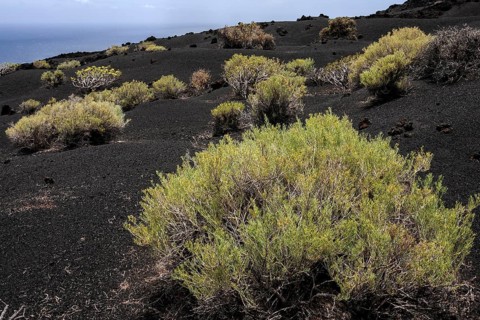 Volcanic landscape with typical vegetation