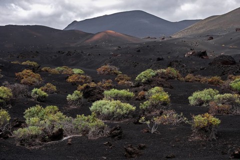 Volcanic landscape with typical vegetation